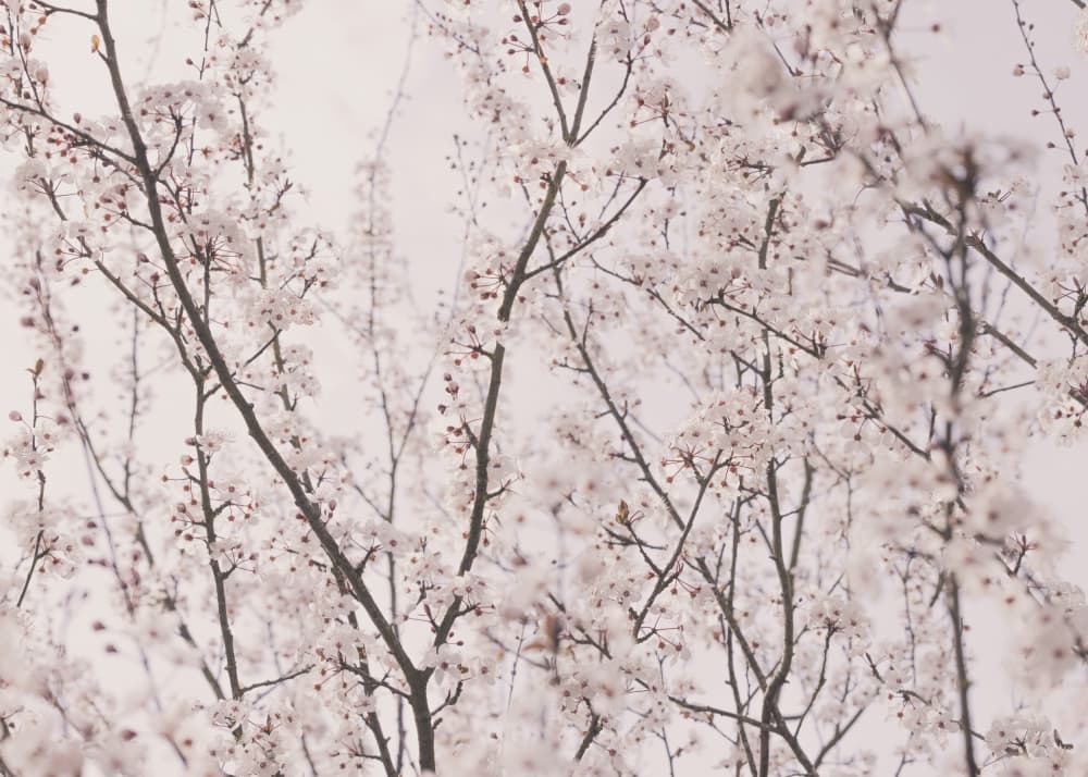 Spring blossoms by Kathrin Pienaar — canvas wall art