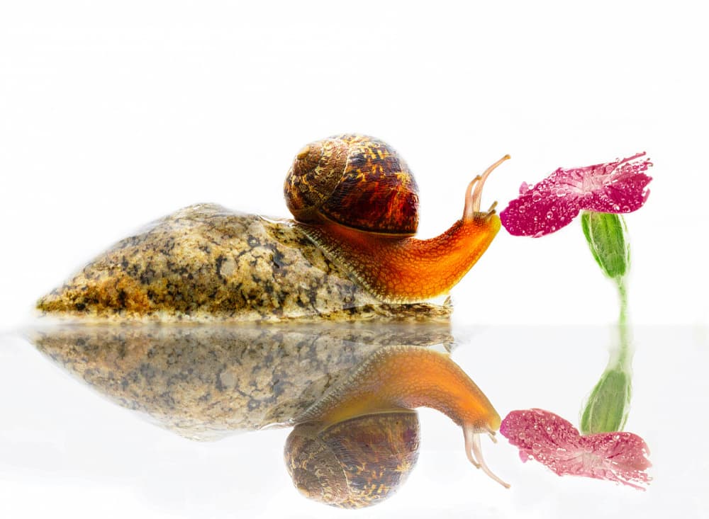 Curious Snail Blossom by Peter Davidson — canvas wall art