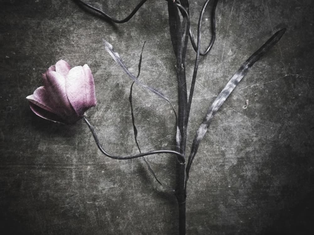 Moody Rustic Bloom by Kahar Lagaa — canvas wall art
