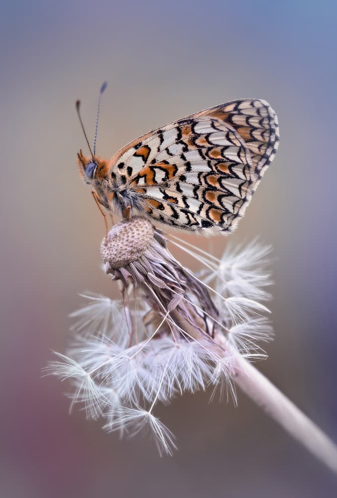 Delicate Dandelion Butterfly by Fabrizio Daminelli — canvas wall art