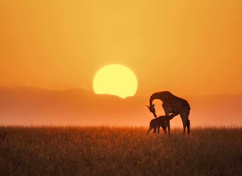 Golden Hour Giraffes by Yun Thwaits — canvas wall art