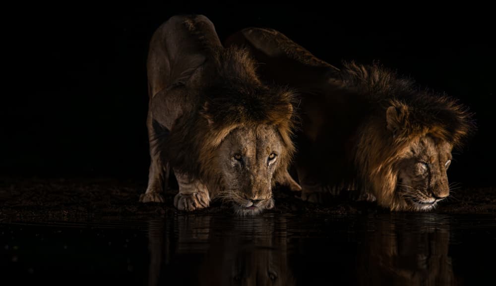 Night Lions Drinking by Peet van den Berg — canvas wall art