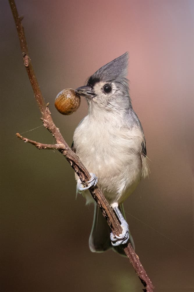 Tufted Titmouse With Acorn by Robert Zhang — canvas wall art