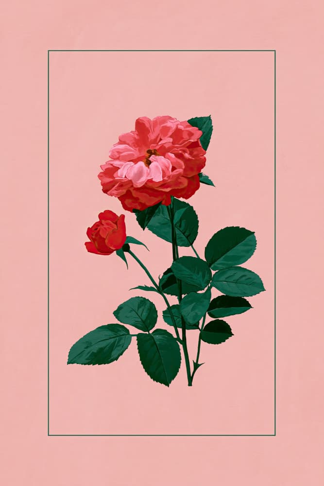 Classic Rose Bloom by Treechild — canvas wall art