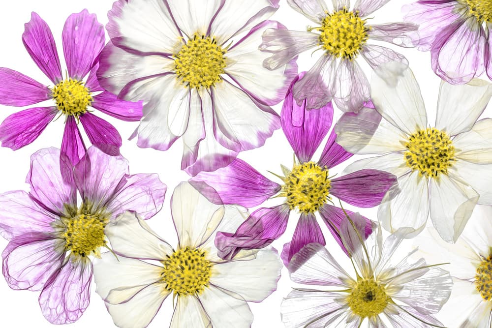 Keeping Summer by Mandy Disher — canvas wall art