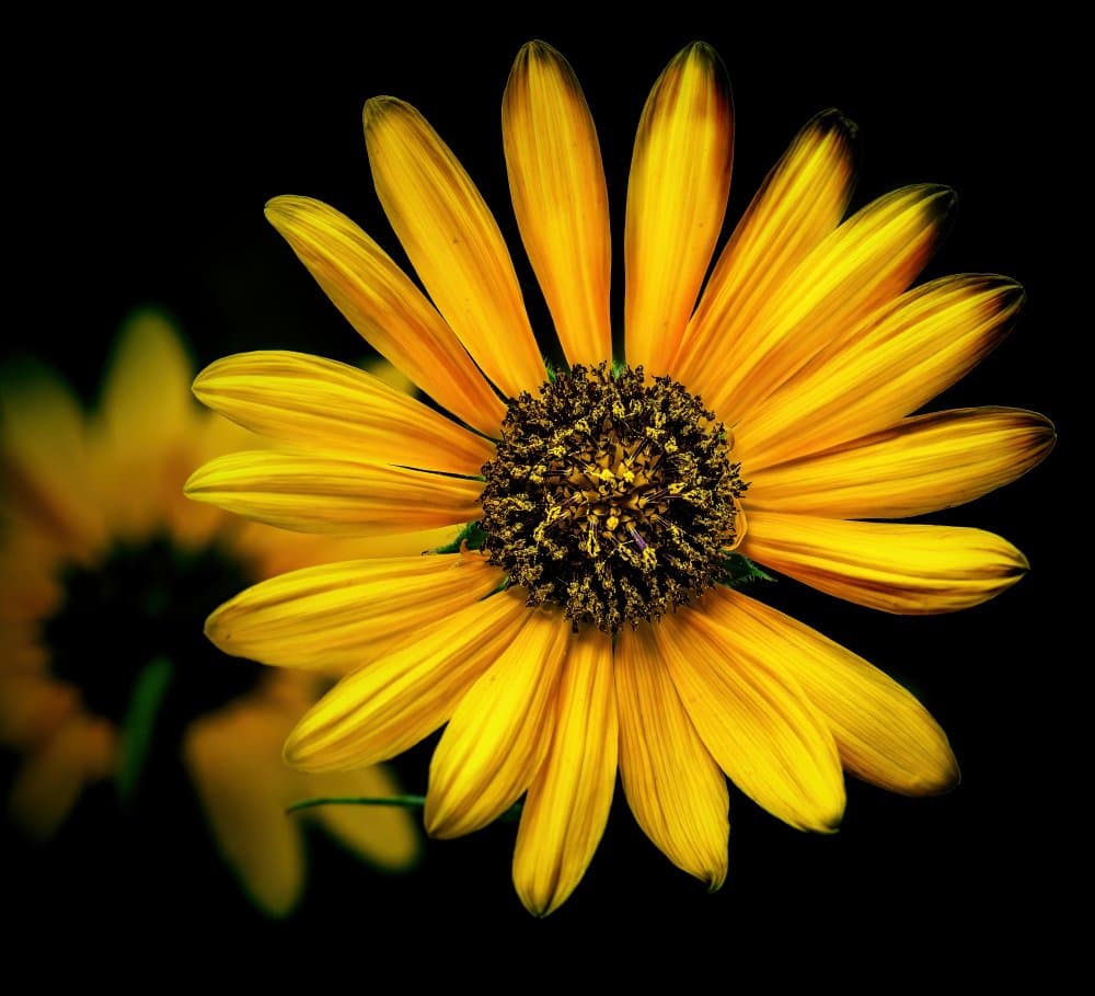 Yellow Margarita by Vasil Nanev — canvas wall art