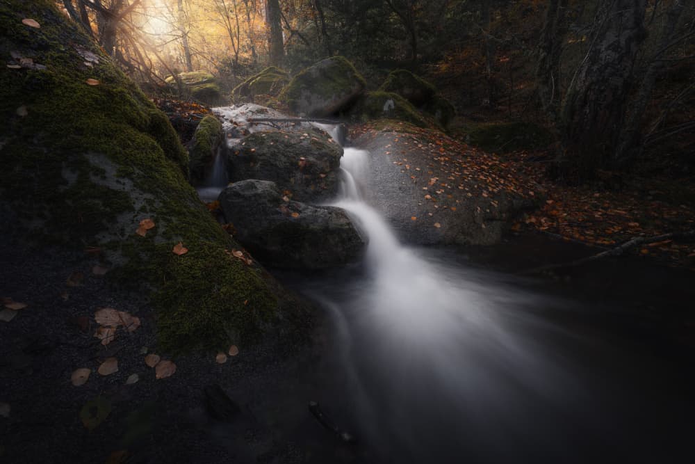 Enchanting Forest Stream by Jorge Ruiz Dueso — canvas wall art