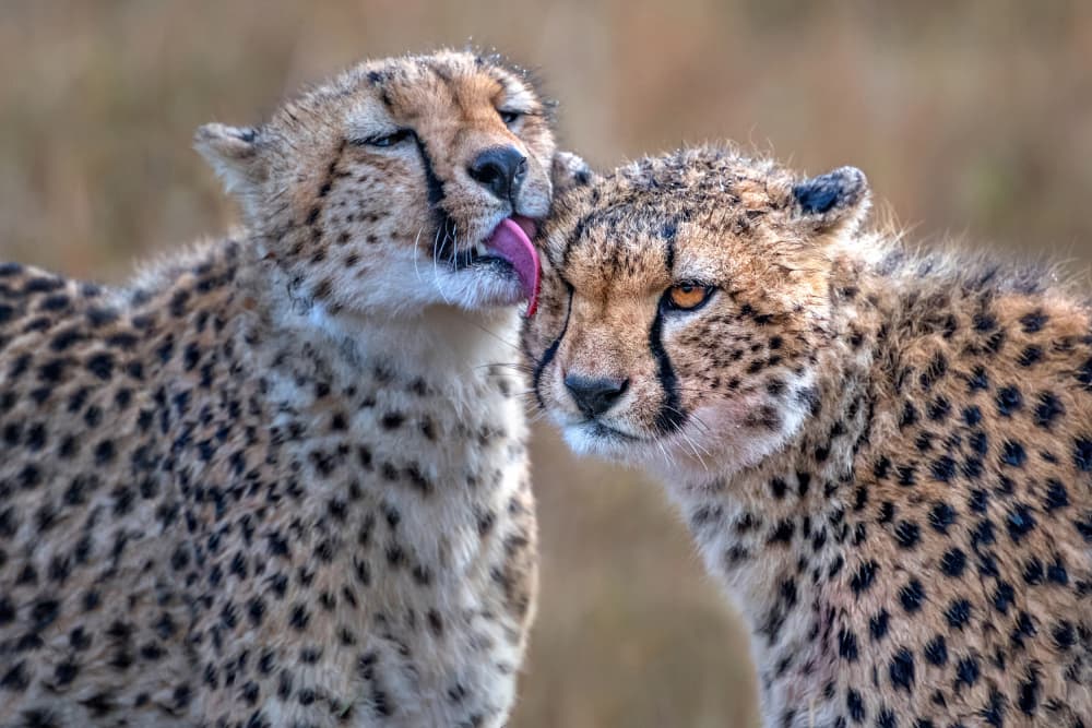 Cheetahs Tender Moment by Xavier Ortega — canvas wall art