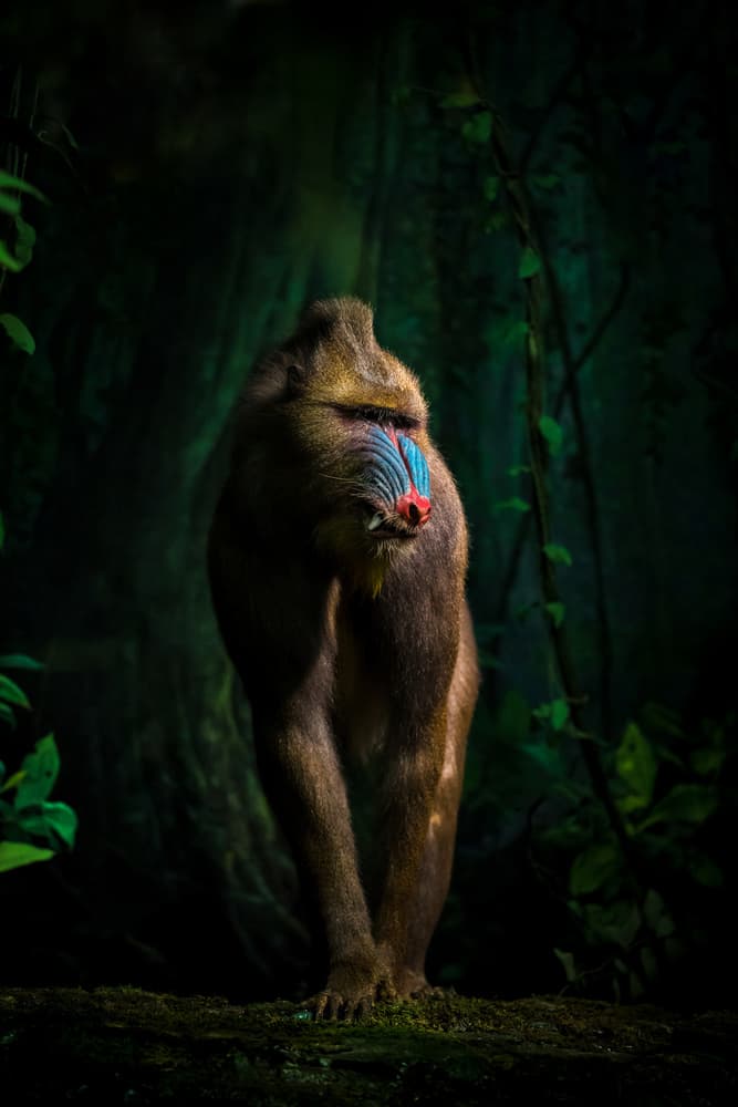 Colorful Mandrill Gaze by Isma Yunta — canvas wall art