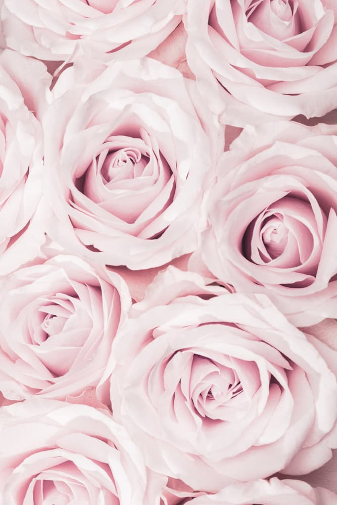 Soft Pink Roses by Pictufy Studio III — canvas wall art