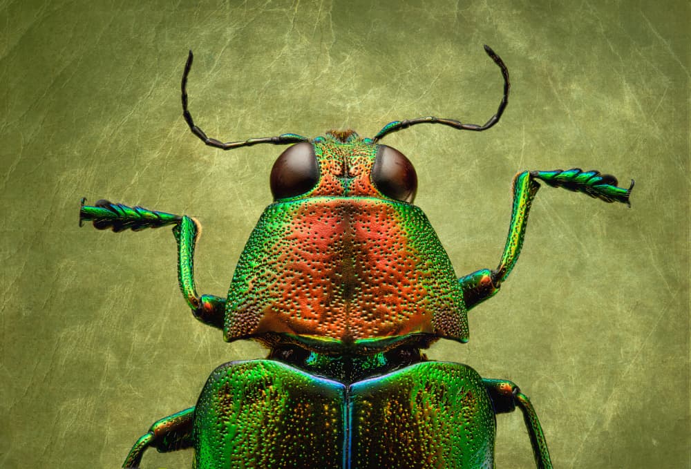 Iridescent Jewel Beetle by Antoni Figueras — canvas wall art