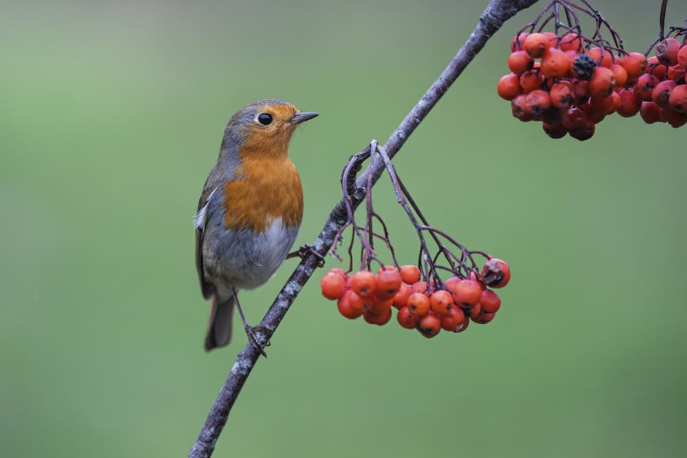 Robin On Berry Branch by Jose Curto — canvas wall art