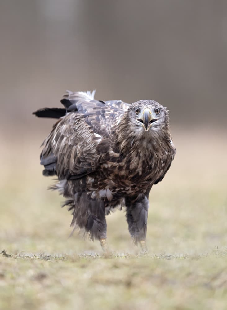 Intense Eagle Gaze by Marco Barisone — canvas wall art