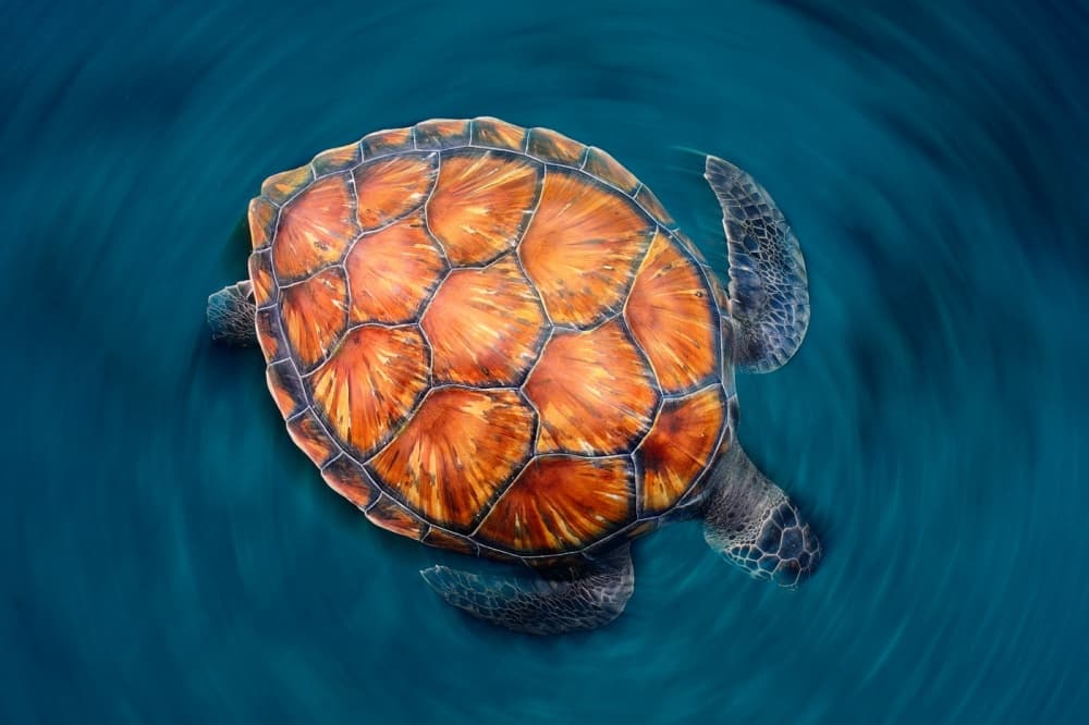 spin turtle by Sergi Garcia — canvas wall art