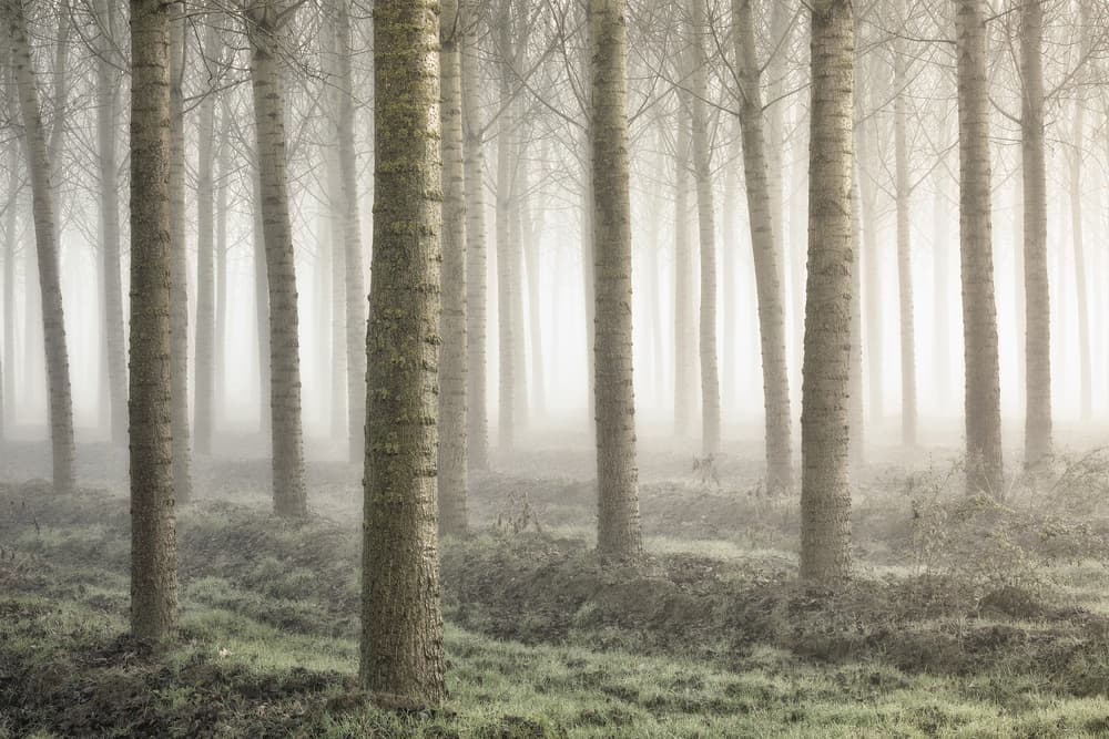 Ethereal Foggy Woods by Fiorenzo Carozzi — canvas wall art
