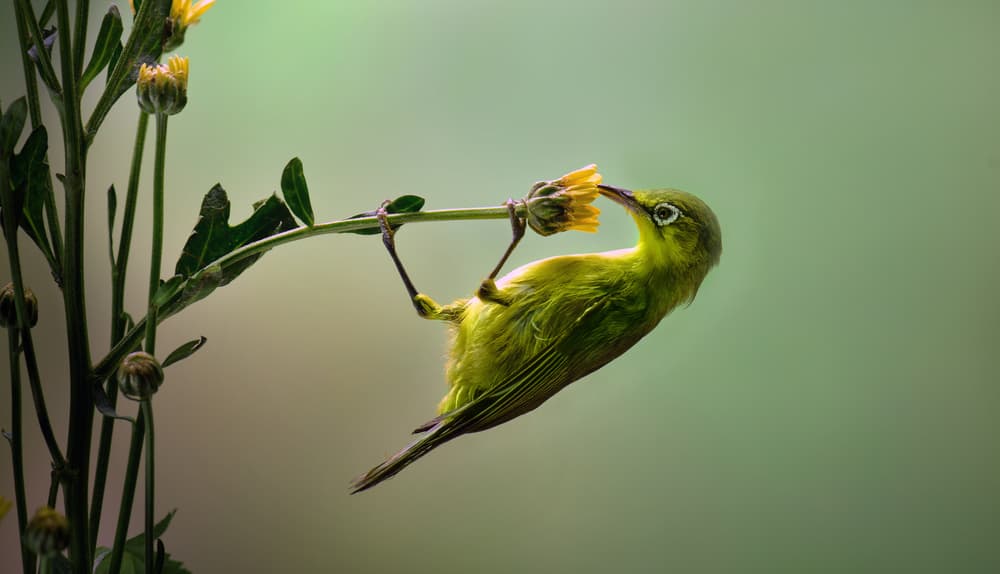 Green Bird on Yellow Bloom by Fahmi Bhs — canvas wall art