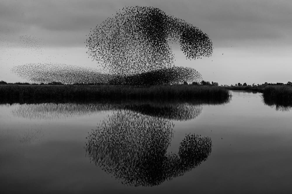 Starling Murmuration Reflection by Joaquin Forner Rodriguez — canvas wall art