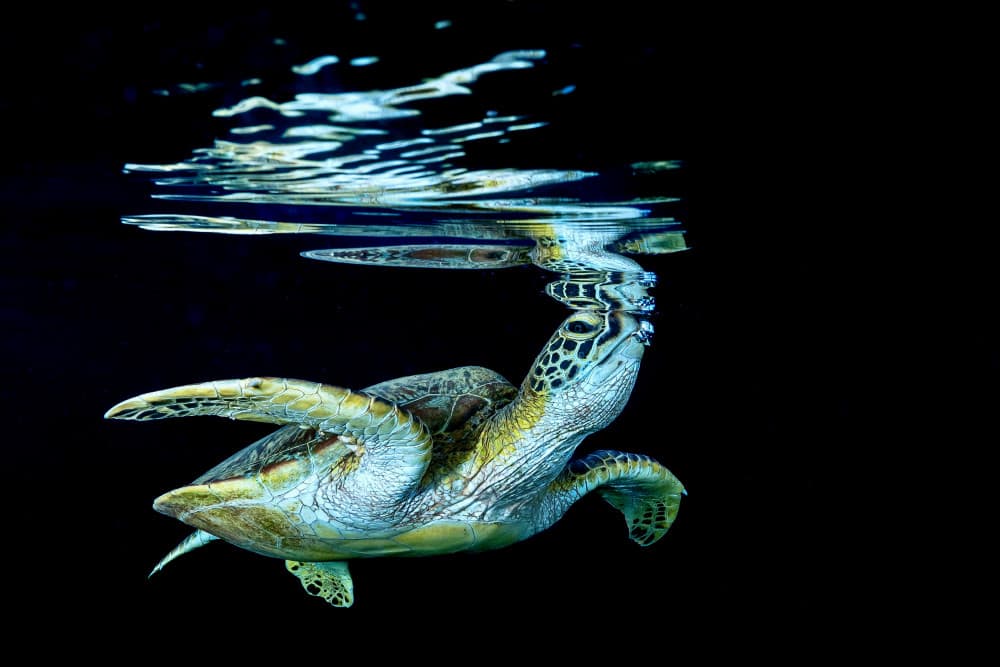Green Sea Turtle Surfacing by Serge Melesan — canvas wall art