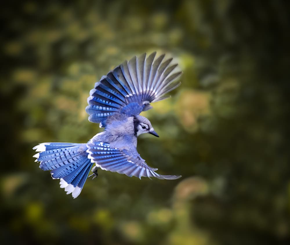Blue Jay in Flight by Hannah & Wei — canvas wall art