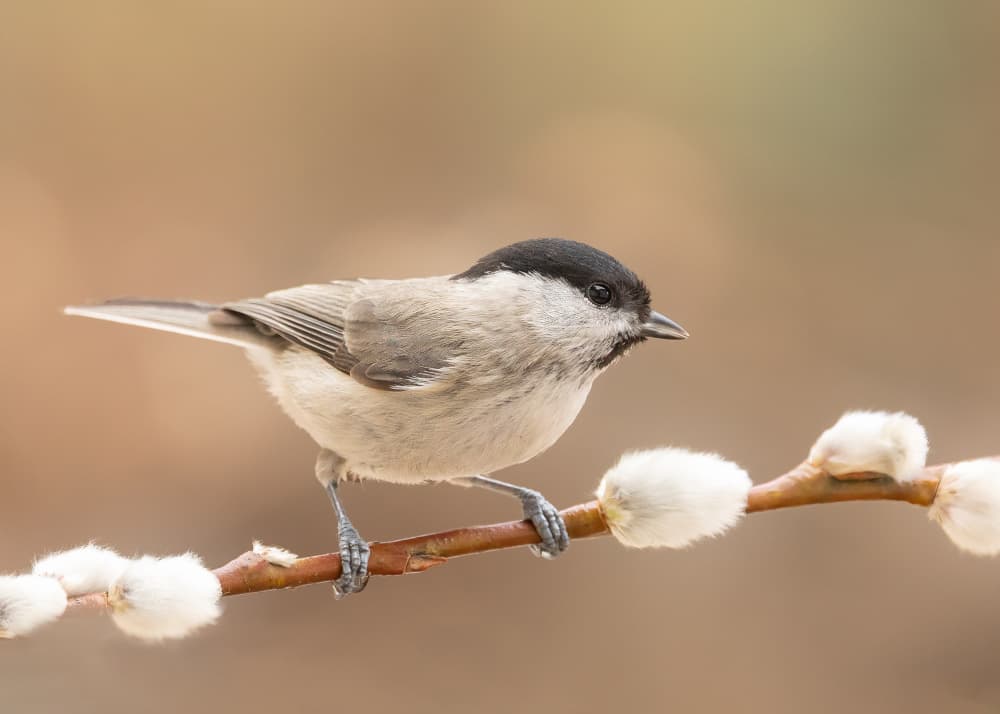 Black-capped Pussywillow Bird by Annie Keizer — canvas wall art