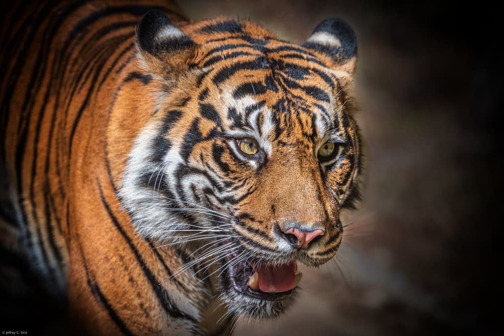 Intense Wild Tiger by Jeffrey C. Sink — canvas wall art