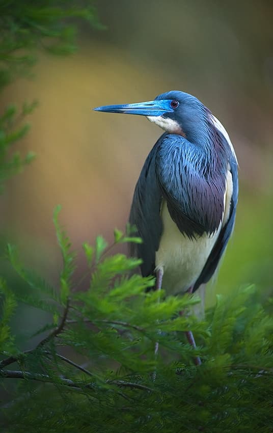 Elegant Blue Heron by Fabiola Forns — canvas wall art