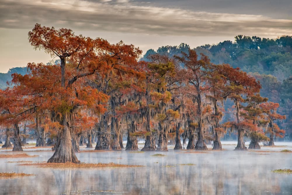 Misty Cypress Fall by Luigi Ruoppolo — canvas wall art