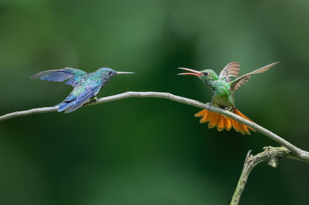 Vibrant Hummingbird Dialogue by Xiaojian Huang — canvas wall art