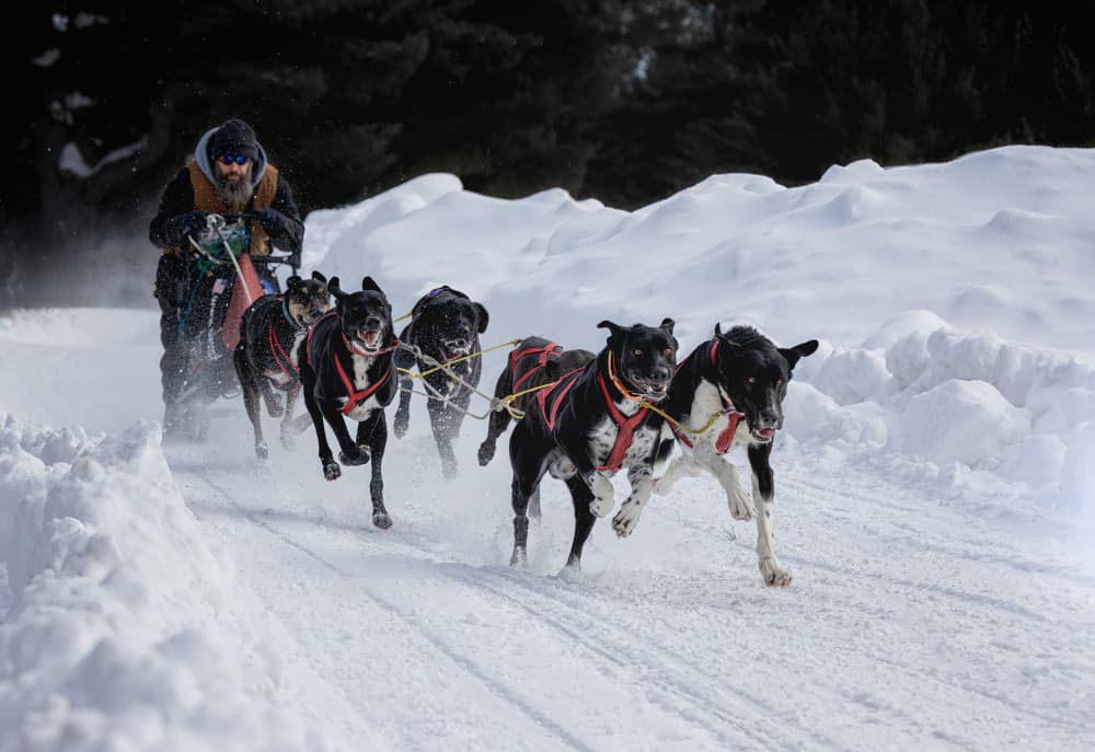 Winter Sled Adventure by Molly Fu APA — canvas wall art