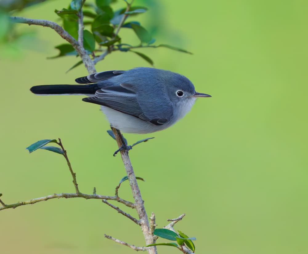 Blue-Gray Gnatcatcher Perched by Mike He — canvas wall art