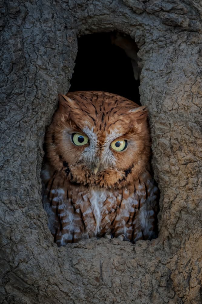 Red Owl In Tree Hole by Jacob (Jian) Xu — canvas wall art