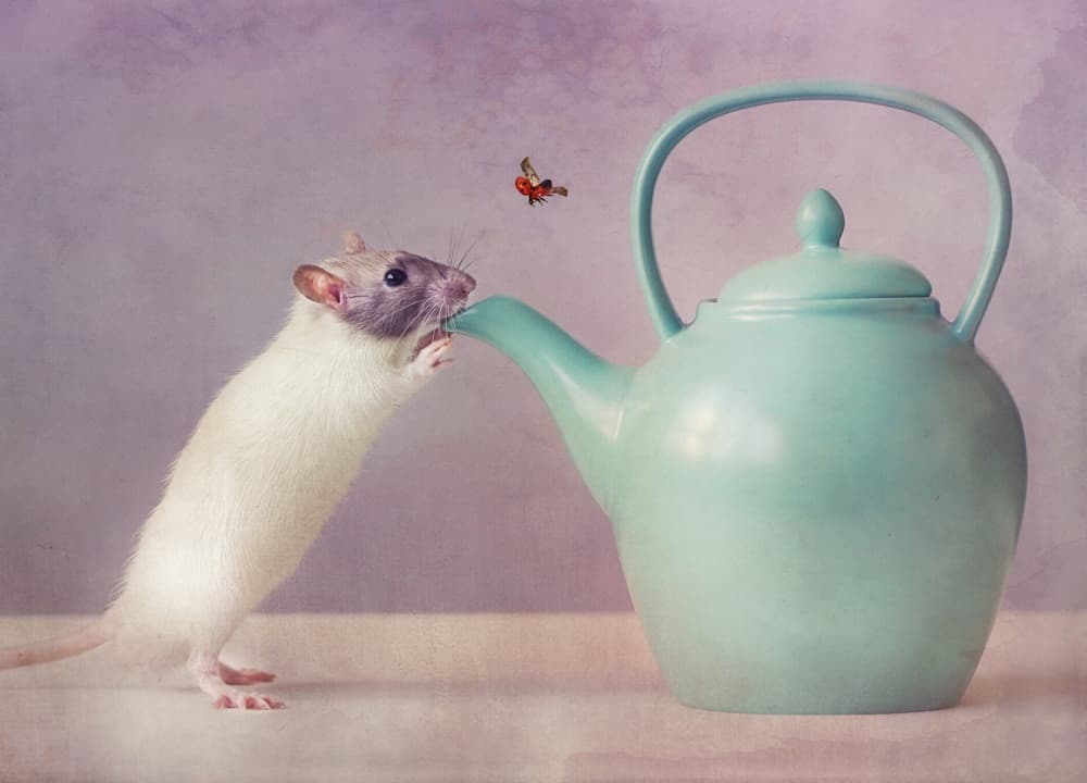 Sweet Rat Teapot Ladybug by Ellen van Deelen — canvas wall art