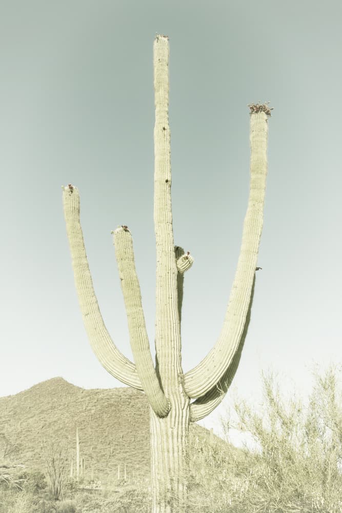 Saguaro Desert Sky by Melanie Viola — canvas wall art