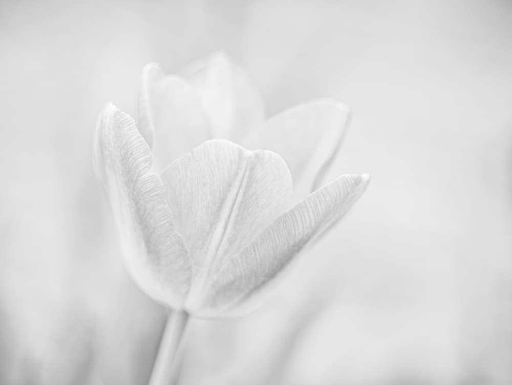 Soft Tulip Bloom by KajaG — canvas wall art