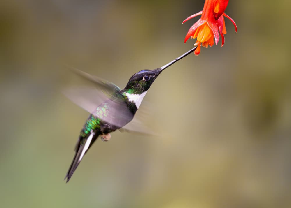 Hummingbird Nectar Flight by Siyu_Wei APA — canvas wall art