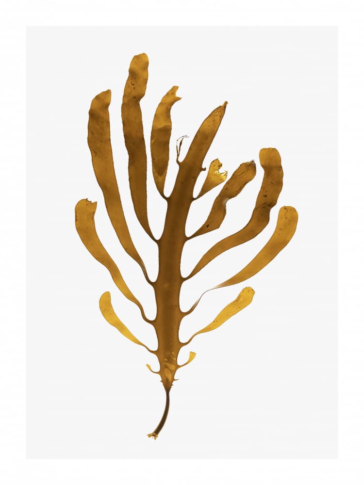 Tides Preserved by Shot by Clint — canvas wall art
