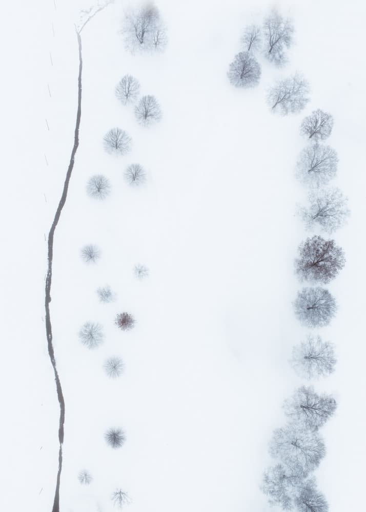 Winter Path Trees by Ling  Lu — canvas wall art