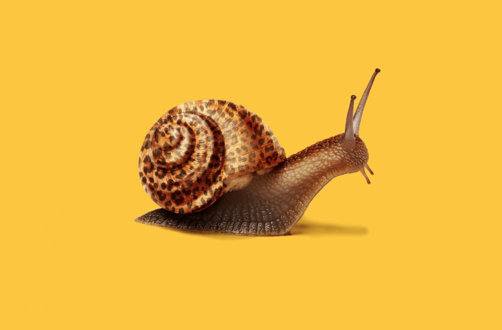 Leopard Print Snail by Artem Pozdniakov — canvas wall art