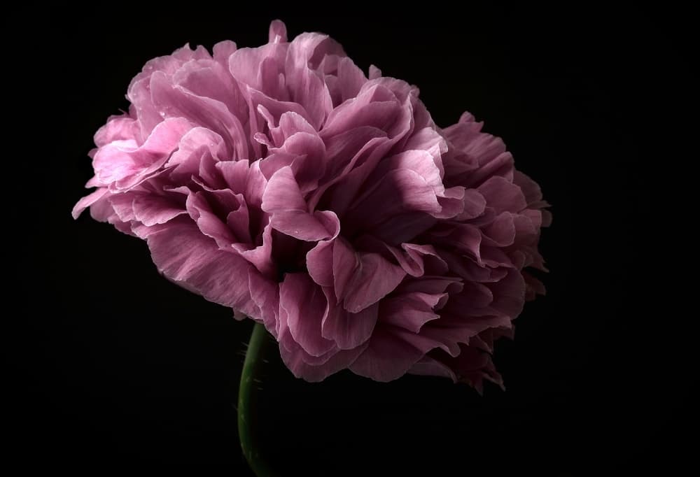 Elegant Mauve Peony by Lotte Grønkjær — canvas wall art