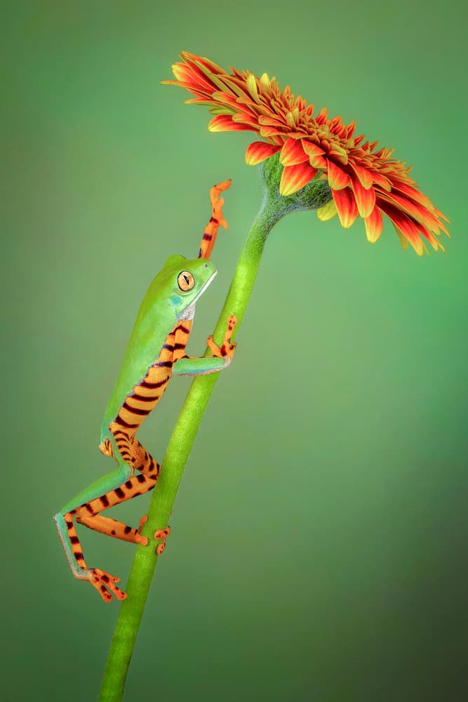 Frog Reaching Gerbera Flower by Renee Doyle — canvas wall art