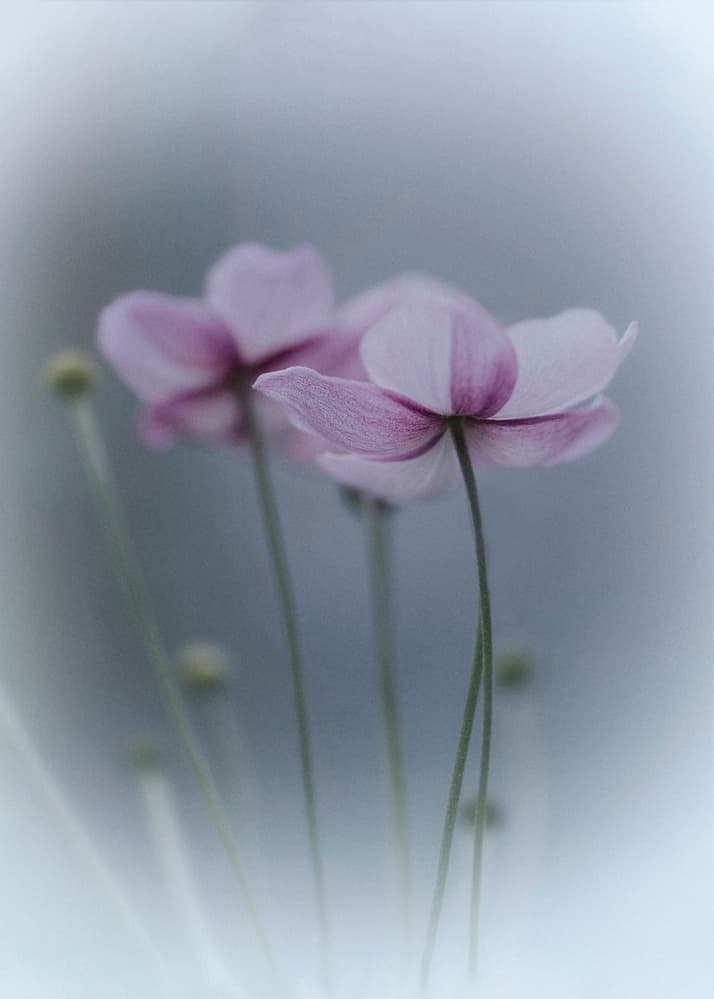 Dreamy Pastel Flowers by Purple Bamboo — canvas wall art