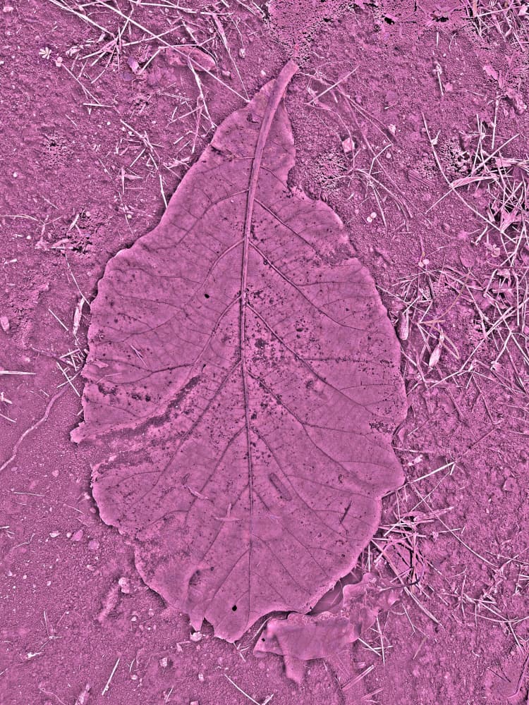 Pink Leaf Texture by Santhosh ch — canvas wall art