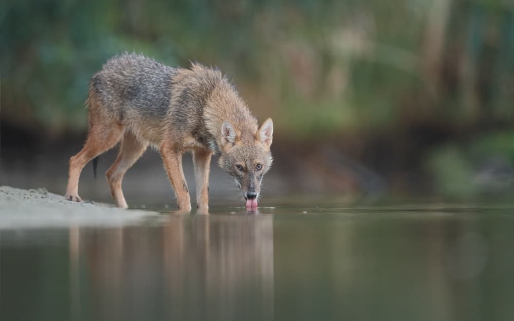 Golden Jackal Drinks Water by Assaf Gavra — canvas wall art
