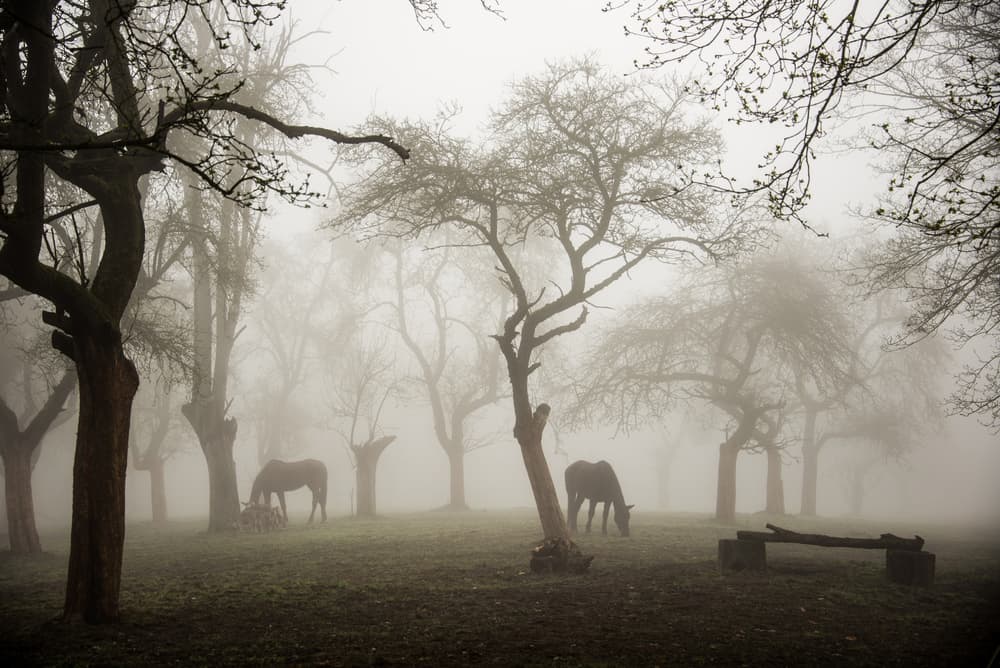 Misty Woodland Horses by Denisa VLAICU — canvas wall art