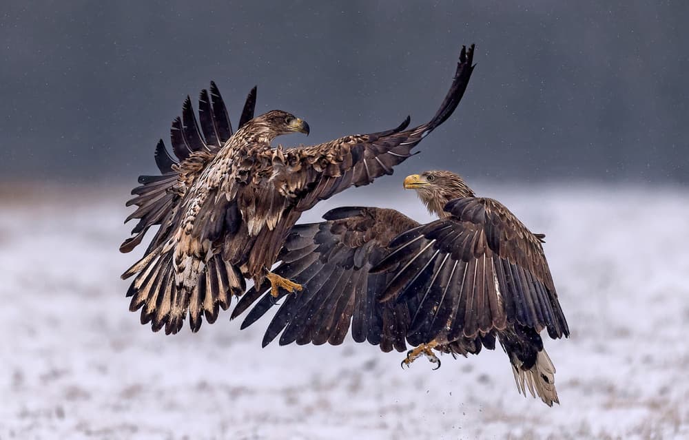 Wild Eagles Clash by Xavier Ortega — canvas wall art