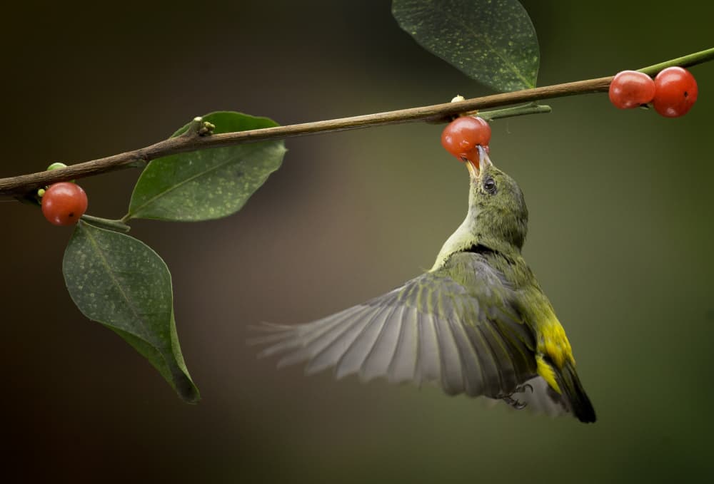 Sunbird Berry Feast by Angela Muliani Hartojo — canvas wall art
