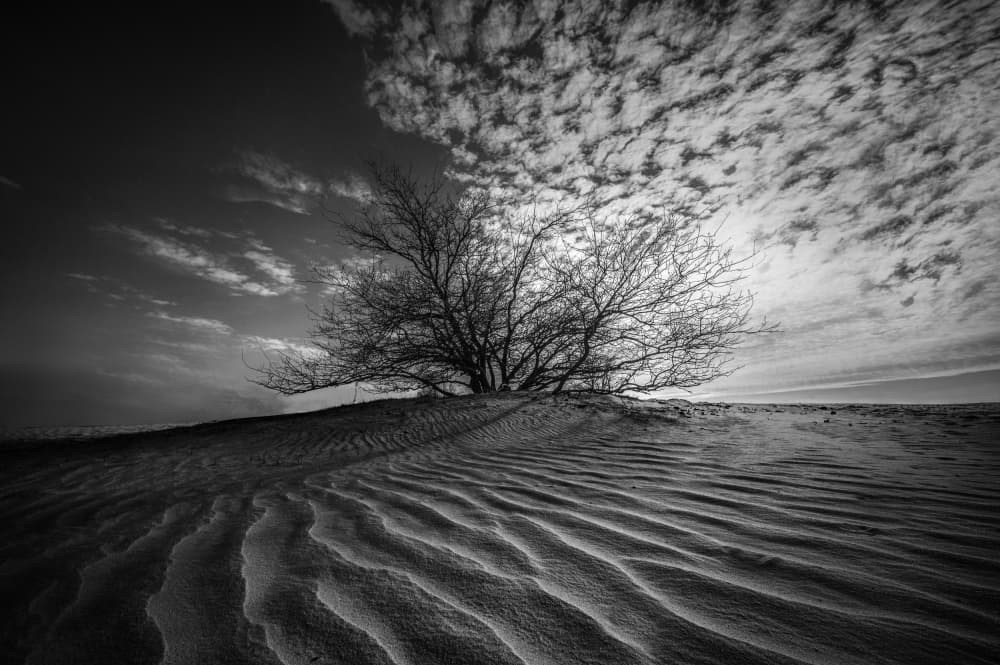 Solitary Desert Tree by Jean Vandijck — canvas wall art