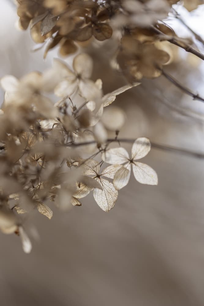 Hydrangea 1 by Mareike Böhmer — canvas wall art