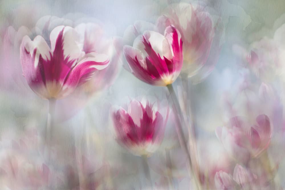 Dreamy Pink Tulips by Igor Kopcev — canvas wall art