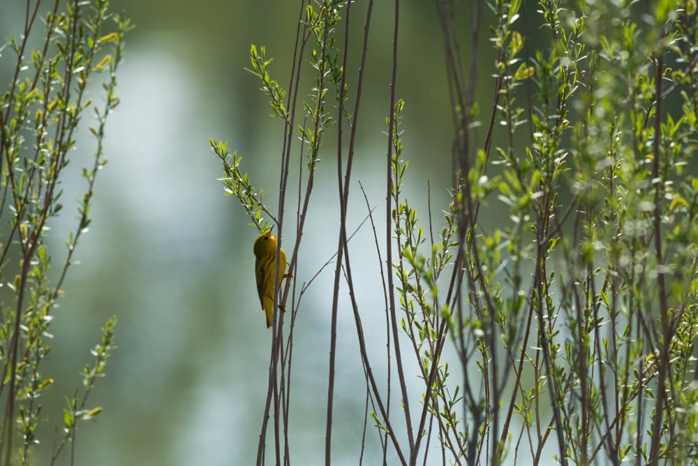 Yellow Bird Spring Leaves by Xiang yang Cui — canvas wall art